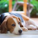 이산동물의료센터 이미지