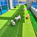 파브 퍼피 이미지