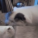 고양이세수 이미지