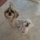 세븐일레븐역곡사거리점 | [부천/역곡]역곡역 요가 프라이빗 소규모 요가 수업 &#34;주요가&#34; 수련 후기. 강아지들과 함께하는 요가수업...