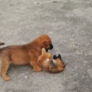 우리두리 이미지