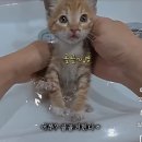 목욕중에 골골송 부르고 꾹꾹이하는 아기 황칠복 이미지