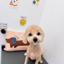 스마일댕댕 이미지