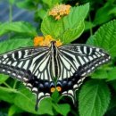 나비농장2 이미지