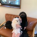 카페하록 | 양평카페 하록수림 애견동반 가능한 카페