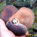 [11월4일 출석부] 표고버섯 이넘이...!! 이미지