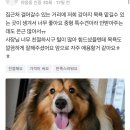 더 아름답개 이미지