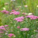 서양톱풀(학명: Achillea millefolium) 이미지