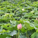 비실연꽃마을 이미지