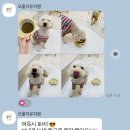 오올치 | 부천 강아지 유치원 &#39;오올치&#39; 추천 후기