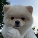 팔레트멍 이미지