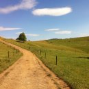 라임나무 이미지