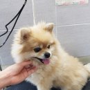 미소종합동물병원 네이버블로그