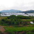 금호강하중도 이미지