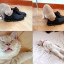 페로젠 이미지