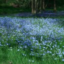 물망초forgetmenot 이미지