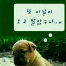 다 Daum카페