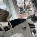 누리까까 이미지