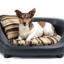 펫코노미 이미지