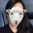 하랑미장원 | 평택 하랑미장원 브릿지탈색