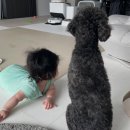 사야