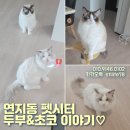 옆집강아지 | [부산펫시터]연지동 방문 부산 펫시터 후기~^^♡