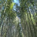 죽녹원로 | 담양 가볼만한곳 죽녹원 위치 주차 입장료 소요시간 후기 전라도 여행 추천