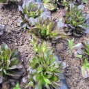 회원농장 이미지