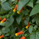 로렌시아 이미지