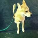 신기노인정 이미지