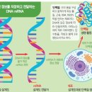 mRNA 백신으로 이제 암도 치료해요! 우리 몸속 정보 메신저 mRNA 이미지