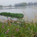 창녕 우포늪 습지기자단 활동을 시작하다. 비오는 날 우포늪 풍경을 보다~ 이미지