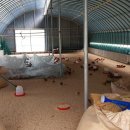 평창신씨네 자연방사 닭농장 이미지