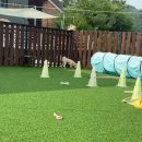 베일리애견풀빌라펜션 이미지