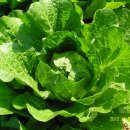 선유농장 이미지