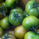 토마토2 이미지