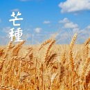 [24절기 시] [망종(芒種)] 망종에 관한 시모음 50편