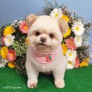 다정한 개아빠 이미지