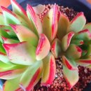 굿모닝농장2 이미지