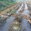 솔골농장 이미지