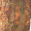 느릅나무집 이미지