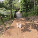 신대호수 팔각정 앞 | 수원 애견산책 광교호수공원(신대호수공원) 산책코스, 주차장, 편의시설 정보