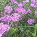 정암토종닭 이미지