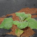 남중농장 이미지