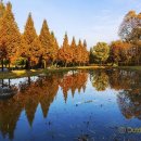 가을 숲으로 가자 이미지