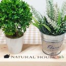 행복나무 이미지