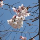 살구꽃공원 이미지