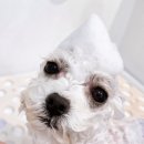 멈머링(mummuring) 이미지