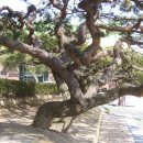 양지초등학교 이미지