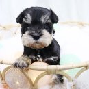 호야펫 구리점 이미지